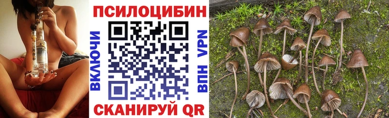 Купить  Каменногорск  Псилоцибиновые грибы MAGIC MUSHROOMS 